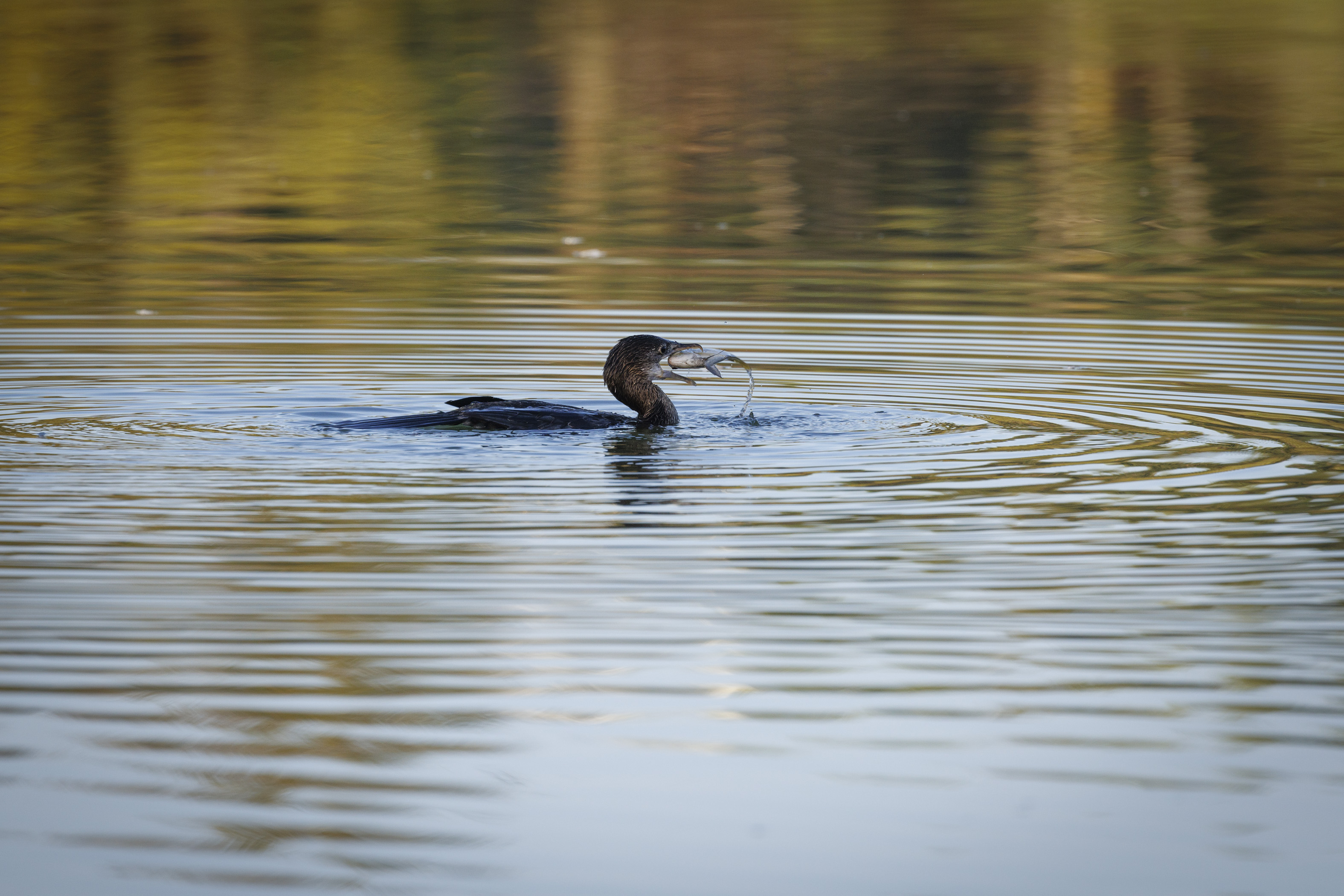 20211108-November 08, 2021-070707-8-070707-Edit.jpg